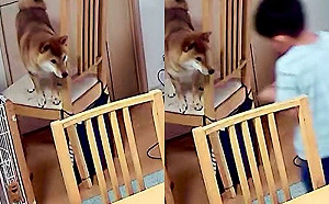 柴受困椅子！6歲兒「拜伏救援」