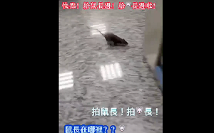 老鼠亂竄員警高喊讓「鼠長」過、快拍「鼠長」羅友志：警政署長抱頭鼠竄吧