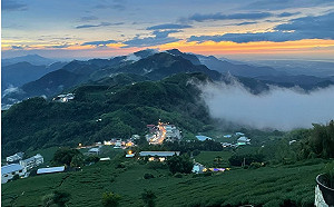 境外茶別想「混充」高價台灣茶！茶改場：開發「新利器」準確鑑別
