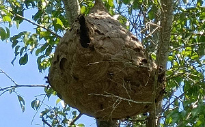登山踏青小心虎頭蜂！北市動保處提醒「4不4要」遠離蟲蟲危機