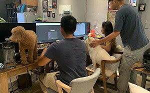 國際狗狗日帶狗上班 8月底前新北動保處免費到公司打疫苗