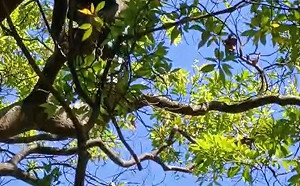 登山時帶殺蟲劑可噴殺虎頭蜂救命？學者曝實測經驗：根本無效！