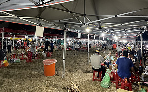 2022新北金山甘藷季千人焢窯 親子歡度暑假最後一個週末