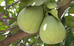 中秋吃柚注意！7種人不宜食用 醫師陳志金：「這類人」誤食恐致命