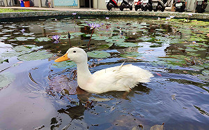 白鴨遭棄落難  新北動保員涉水百米救援成功