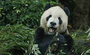 「團團」癲癇恐為腫瘤！陸委會：若需中國專家來台一定全力協助