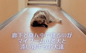 奶奶狗獨睡走廊！2狗自動上前陪伴