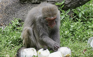 熱天急需降溫！動物們各有妙招