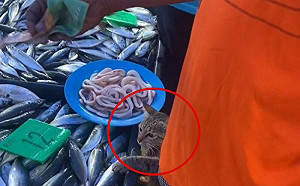 今天吃大餐喵！魚攤出現毛毛小手