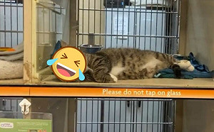 朕能走沒？她在收容所遇見撐頭跩貓