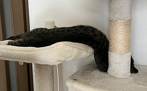 家貓融化成流體！網笑：全球暖化啦