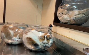 (影)貓坐魚缸特等席！陪伴媽媽做家事