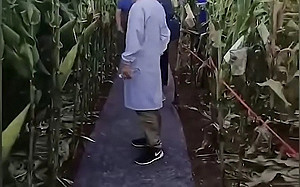 (影) 高官考察玉米地竟要鋪地毯? 中國農研所趕快說「地很濕、防滑用」