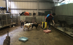 桃園愛媽不當飼養犬隻移至新店  新北動保處急救援安置132隻