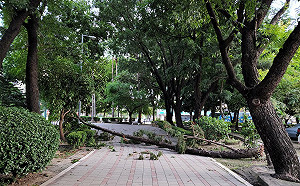 軒嵐諾颳強風! 台南樹木倒伏22株加強防颱整備