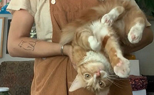 首次養橘貓！她被嚇到：根本不正常