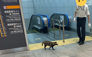 (影)貉現身新宿趴趴走！電車人員忙阻攔