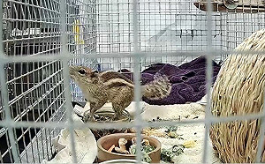 印度松鼠偷登船！一路玩到蘇格蘭