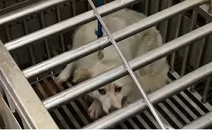 爭議遊蕩追人犬 新北動物之家協助成功認養