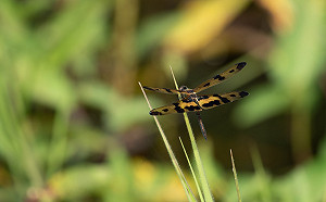 飛龍在天-新北人工濕地蜻蜓