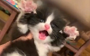 被萌到了！小貓「四肢開花」超可愛