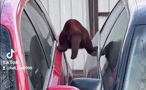 太帥了！特務貓手扶兩車極限移動