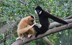 繼儒艮、白鱘後 中國又有生物野外滅絕！ 2種長臂猿15年未被發現