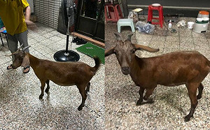 網笑瘋！烤肉「活食材」上門湊熱鬧