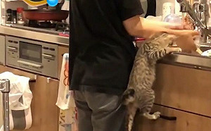 小屁貓站直手扶桌面！偷窺媽媽洗碗