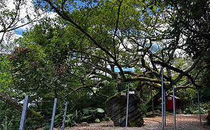 新北微笑百年榕樹下  相招做伙「來七逃 」