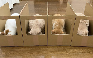 防胖橘神器！餵貓用「一蘭裝潢法」