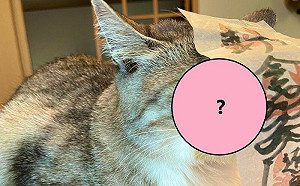 奴才不想被抓傷！出招封印飛撲貓