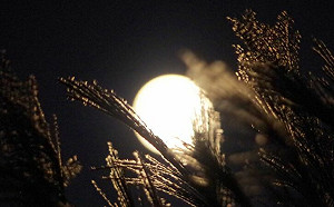 中秋節10禁忌！「2類人」不宜賞月