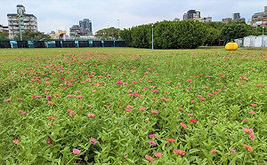 春節亂放煙火小心紅包失守！北市水利處：河濱公園禁燃炮 最高可罰6000