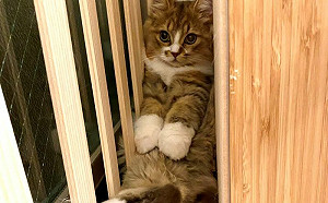 大眼貓待角落超萌！網讚像逃亡公主