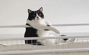 悠閒貓手放床架！網笑：像我的爸爸