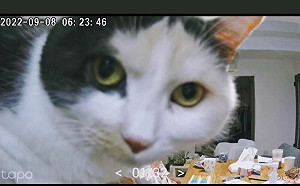 裝攝影機關切母親！開鏡全是圓貓臉