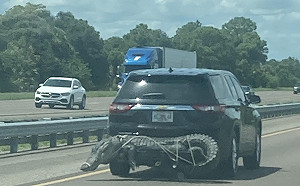 最佛羅里達的事！巨鱷被五花大綁在後保險桿 尾巴太長還對折