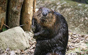 河狸勞逸結合！累了就在星空下露營