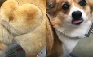 (影)害怕打針！柯基屁屁抖到「要地震」