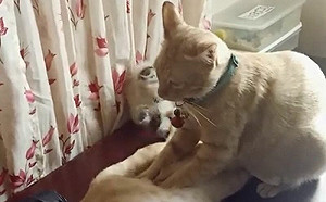 雙貓按摩團出動！肚子尾巴全照顧