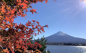 劉黎兒觀點》史上最物美價廉的日本！新冠確診數高掛 開自由行搶觀光客補內閣人氣