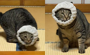 髮帶套到自己！傻貓瞬間舞獅上身