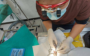 浪犬罹患櫻桃眼 新北動保處與台大眼科獸醫聯手回春