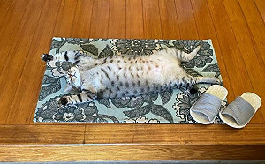 貓絕不忘等門！飼主回家見這幕笑噴