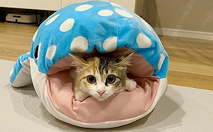 鯊魚娃娃吸入三花貓！牠愜意舒適