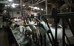 新北動保處今年訪視牧場超過600次  源頭把關畜、漁產食安