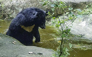 熊被烏龜嚇到退後！接著就愛上牠了