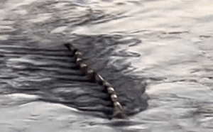 破案了! 清晰畫面曝光 韓國漢江「水怪」真相大白