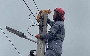 平民英雄！工人救下受困電線桿的貓